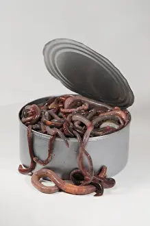 Concept Prints: Can of Worms