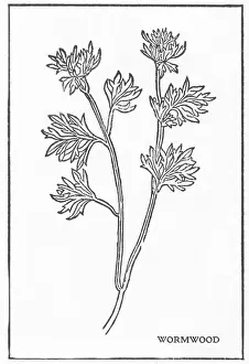 Ginger Prints: Wormwood, Alchemy Plant