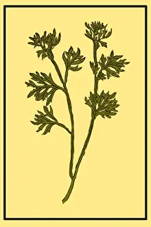 Ginger Prints: Wormwood, Alchemy Plant