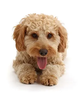 Dogs Prints: WP44509 Cockapoo dog