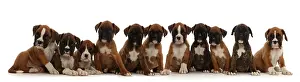 Dogs Prints: WP45277 Eleven Boxer puppies, 6 weeks old, sitting in a row