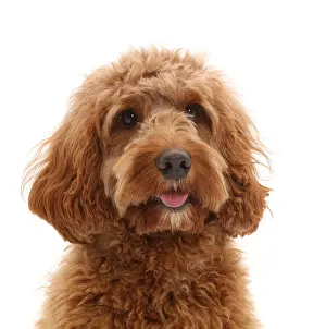 Head Prints: WP45568 Australian Labradoodle