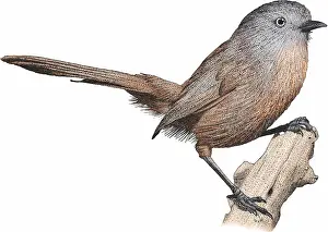 Avian Prints: Wrentit