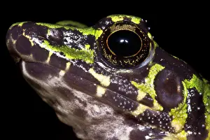 Wuchuan Odorous Frog (Odorrana wuchuanensis)