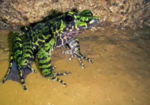 Aquifer Prints: Wuchuan Odorous Frog (Odorrana wuchuanensis)