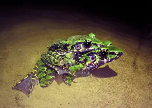 Aquifer Prints: Wuchuan Odorous Frog (Odorrana wuchuanensis)