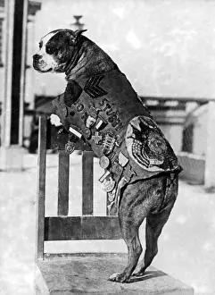 Prints of Sergeant Stubby wearing military uniform and decorations. Sergeant Stubby wearing military uniform and decorations. In 1917, while training for combat, Private J : WWI, Sergeant Stubby, American War Dog