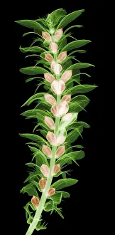 Leaf Prints: X-ray of an Acanthus Flower