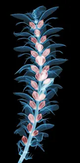 Leaf Prints: X-ray of an Acanthus Flower