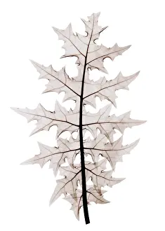 Leaf Prints: An X-ray of an Acanthus leaf
