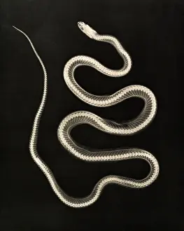 Elaphe Prints: X-ray of Aesculapian Snake, 1896