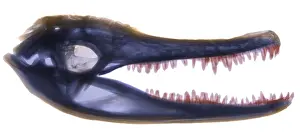 Predator Prints: X-ray of American Alligator