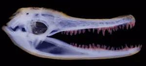 Predator Prints: X-ray of American Alligator