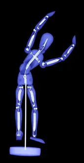 Mixed Science Images Prints: An X-ray of an artist's figure model