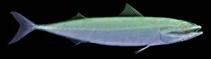 Nature, History, Science Prints: X-ray of an Atlantic Mackerel