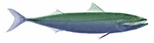 Nature, History, Science Prints: X-ray of an Atlantic Mackerel