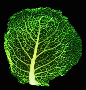 Mixed Science Images Prints: X-ray of Cabbage Leaf