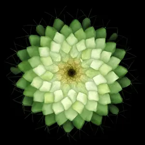 Pattern Prints: X-ray of Cactus