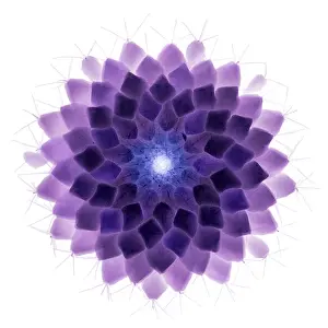 Pattern Prints: X-ray of Cactus