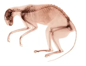 Nature, History, Science Prints: X-Ray of Cancerous Cat