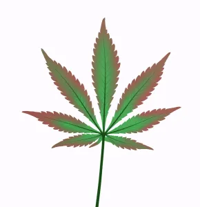 Weed Prints: X-Ray of a Cannabis Plant