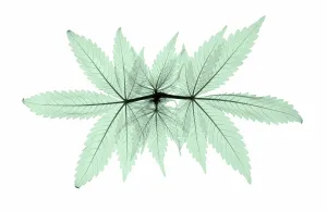 Weed Prints: X-Ray of a Cannabis Plant