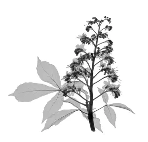 Leaf Prints: An X-ray of a Chestnut tree flower and leaf
