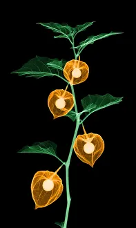 Winter Prints: X-Ray of Chinese Lantern Plant