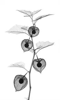 Winter Prints: X-Ray of Chinese Lantern Plant