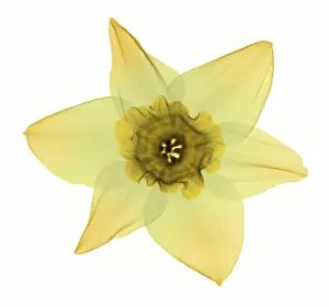 Best Sellers Part IV Prints: X-ray of Daffodil Flower