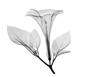 Best Sellers Part IV Prints: An X-ray of a Datura Flower