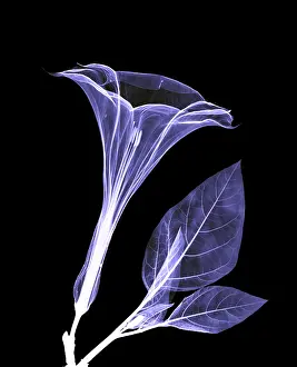 Best Sellers Part IV Prints: An X-ray of a Datura Flower