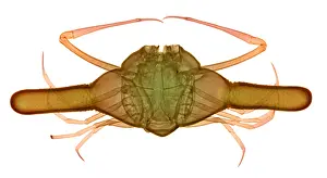 Waters Prints: X-ray of Deep Water Crab