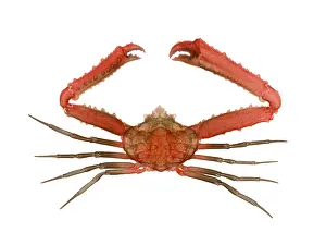 Waters Prints: X-ray of Deep Water Crab