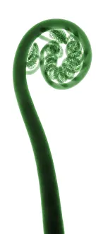 Leaf Prints: X-Ray of a Fern