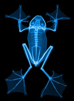 Flying Prints: An X-Ray of a Flying Frog