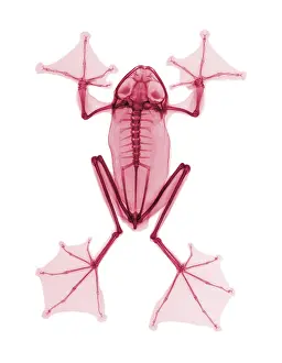 Mixed Science Images Prints: An X-Ray of a Flying Frog