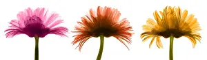 Science Source Collection Prints: X-ray Gerber Daisies