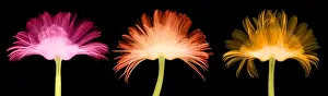 Gerber Prints: X-ray Gerber Daisies