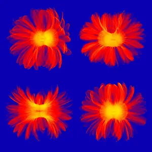 Flowering Prints: X-ray Gerber Daisies