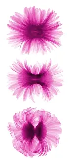 Botany Prints: X-ray Gerber Daisies