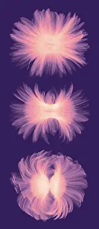Mixed Science Images Prints: X-ray Gerber Daisies