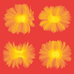 Mixed Science Images Prints: X-ray Gerber Daisies