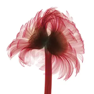 Gerber Prints: X-ray Gerber Daisy