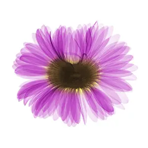 Gerber Prints: X-ray Gerber Daisy