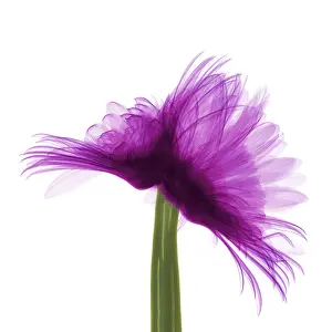 Gerber Prints: X-ray Gerber Daisy