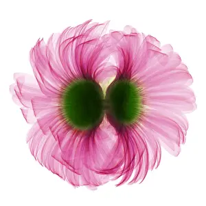 Nature Prints: X-ray Gerber Daisy