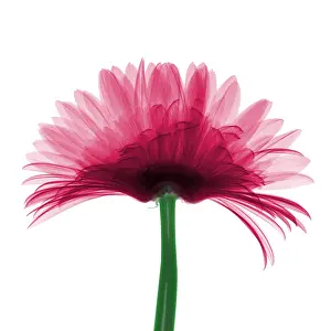 Gerber Prints: X-ray Gerber Daisy