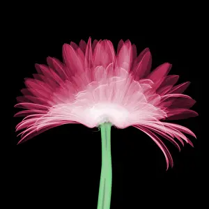 Flowering Prints: X-ray Gerber Daisy
