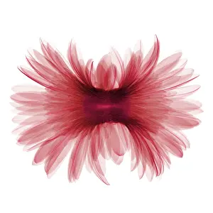 Flowering Prints: X-ray Gerber Daisy